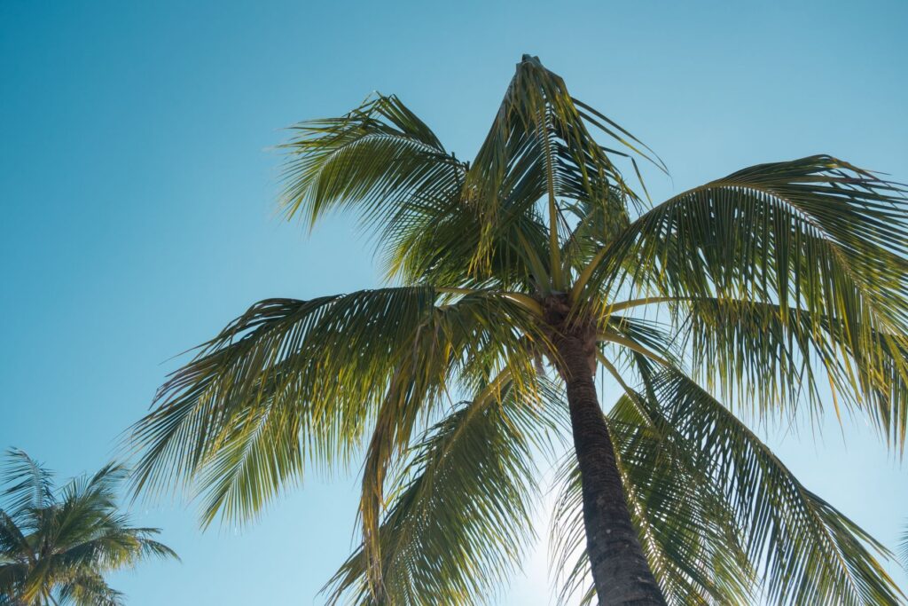 Palmen vor blauem Himmel als Fernreise-Ziel